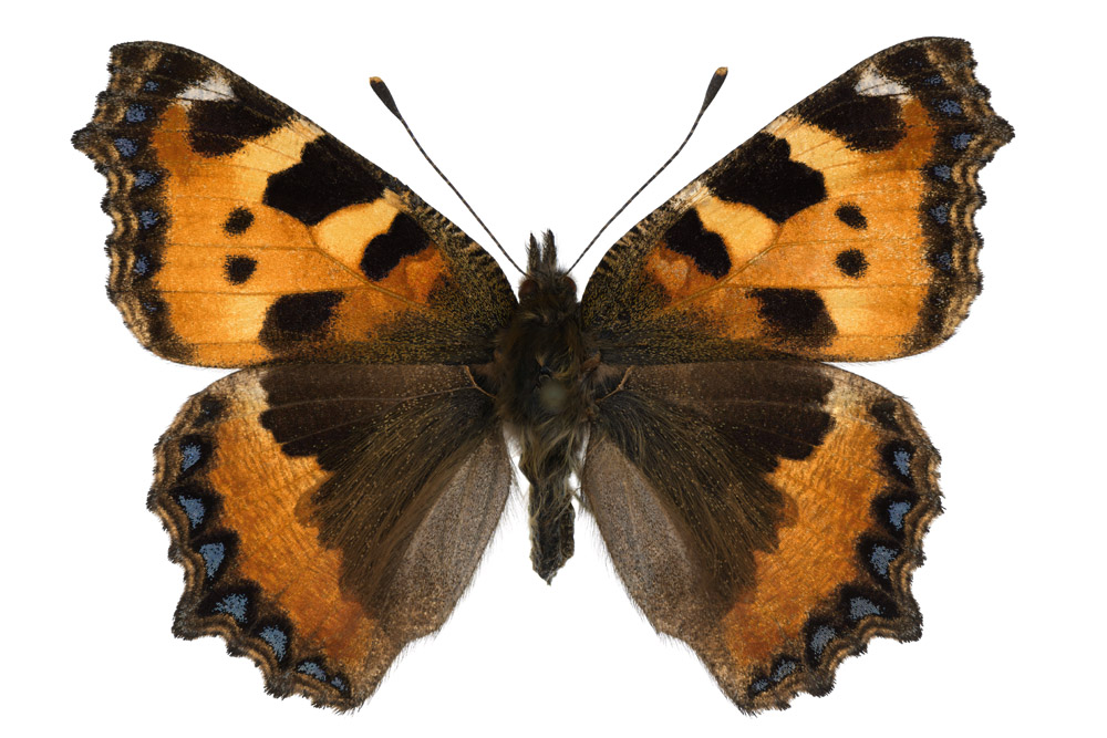 Familie der Edelfalter,  Fundort Schmelz, 50 mm Flügelspannweite